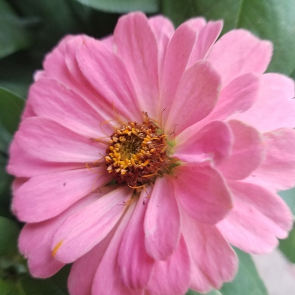 All offers are welcome . Posh Ambassador - Picture 3 of 8